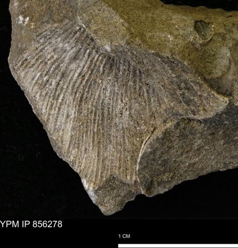 undet. Scaphitidae