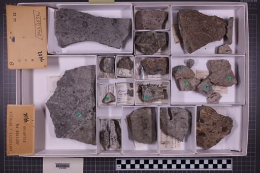 mixed taxa, stratigraphic collection