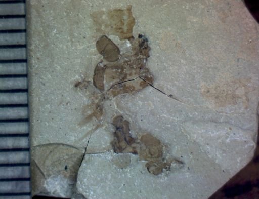 undet. Coleoptera