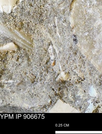 undet. Mollusca
