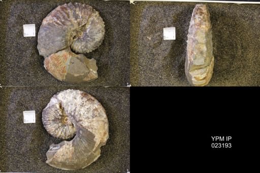 Jeletzkytes nebrascensis