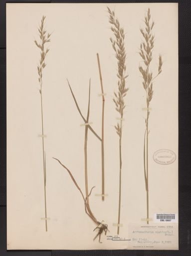 Arrhenatherum elatius