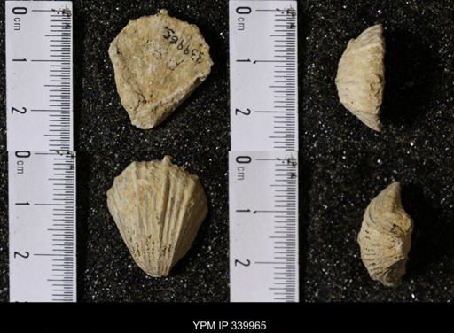 Pecten