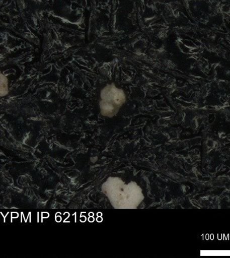 undet. Foraminiferida