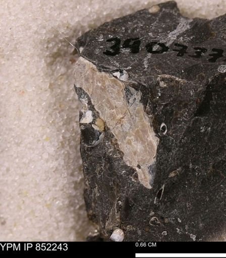 undet. Bivalvia