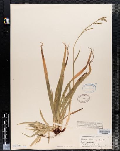 Carex arctata