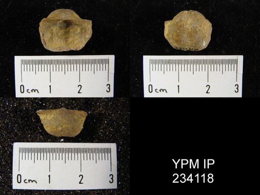 Marginifera wabashensis
