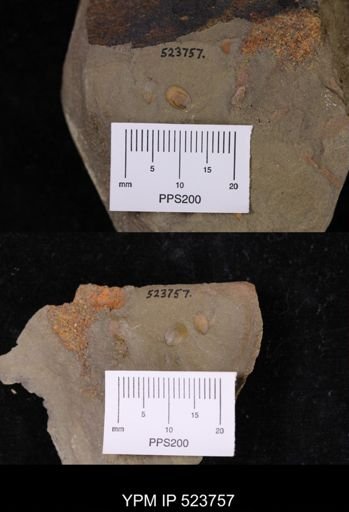 undet. Linguloidea