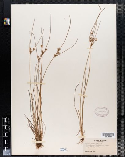 Juncus tenuis