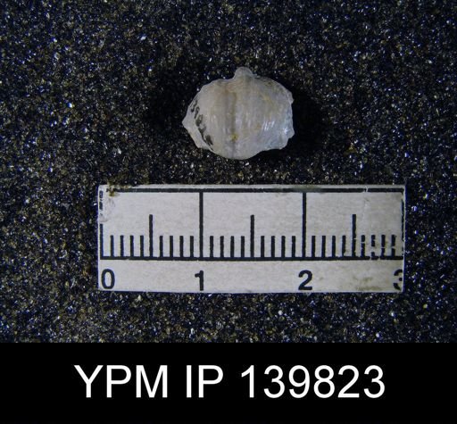 Streptorhynchus (Kiangsiella) pectiniformis