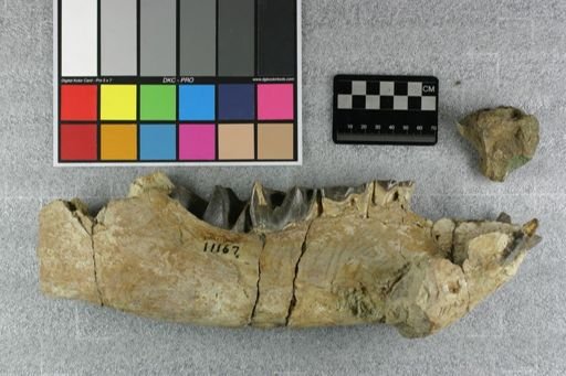 Metamynodon planiceps