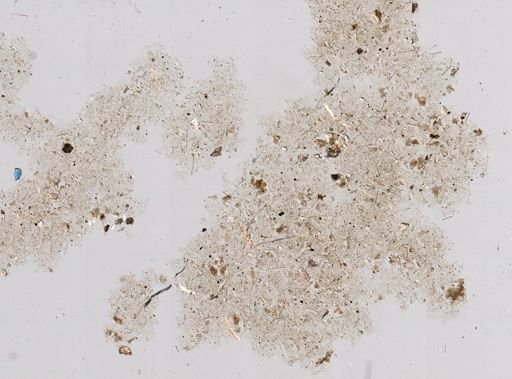 Stromatospongia micronesica