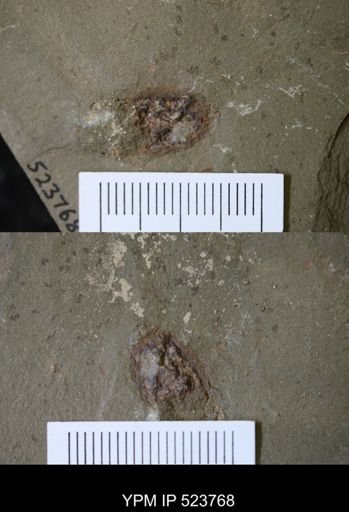 Echinodermata?