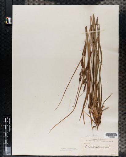 Carex lenticularis