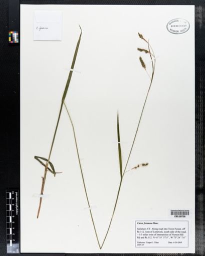 Carex formosa