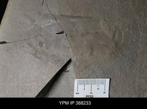 Ceratiocaris sp.