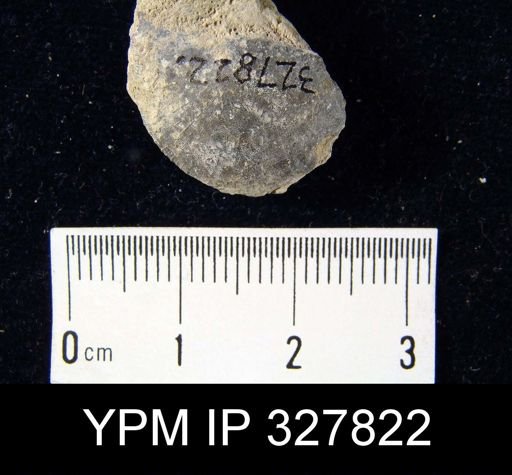 Strophodonta sp.