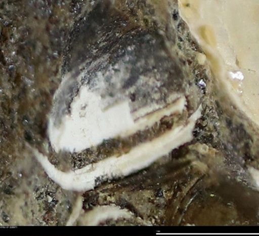 Corbulamella gregaria