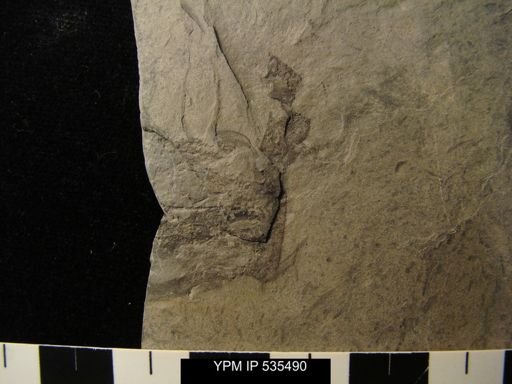 undet. Eurypterida
