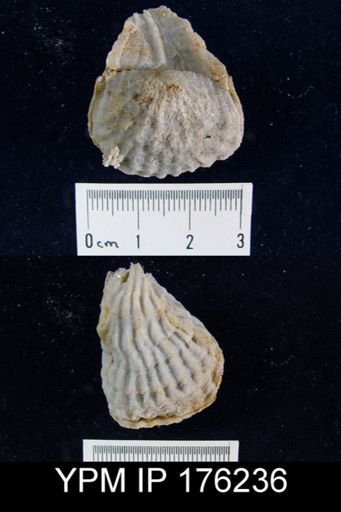 Meekella cf. hessensis