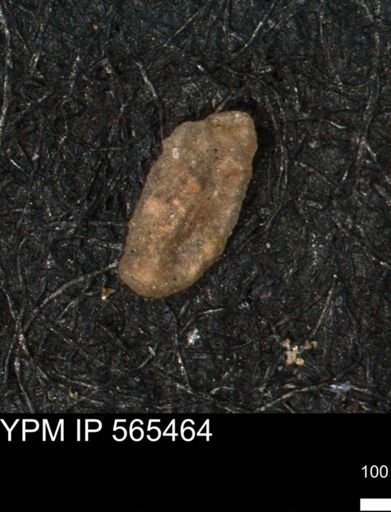 Miliammina manitobensis