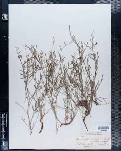 Astragalus