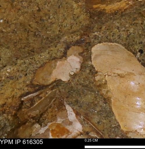 Protocardia subquadrata