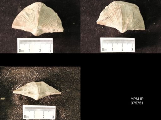 Spirifer cameratus