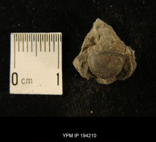 Phacops rana