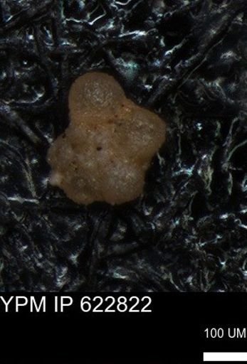 Globorotaliidae?