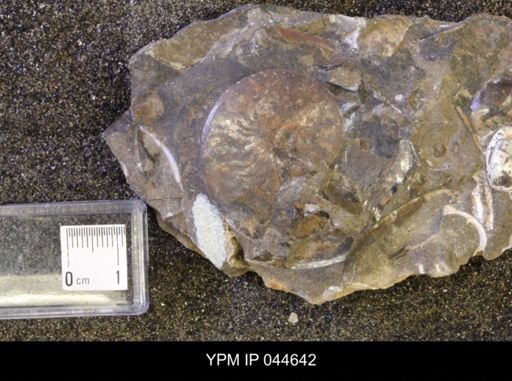 Sphenodiscus lenticularis