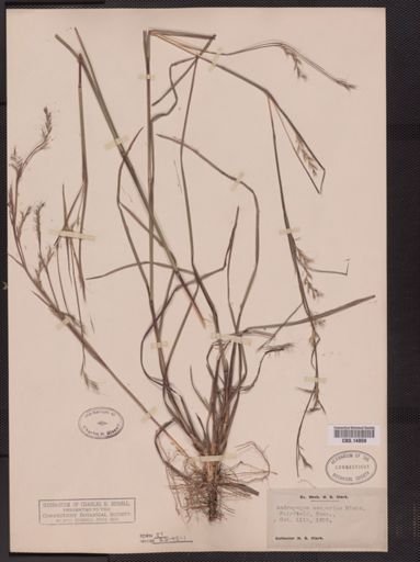 Schizachyrium scoparium