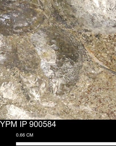 Anomia gryphorhyncha