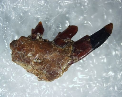 Unuchinia diaphanes