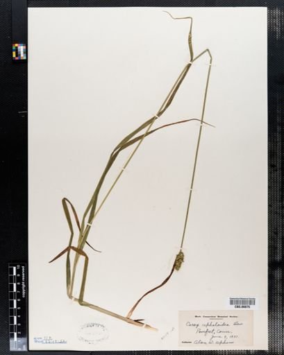 Carex cephaloidea