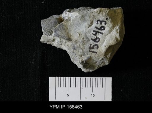 Encrinurus multisegmentatus