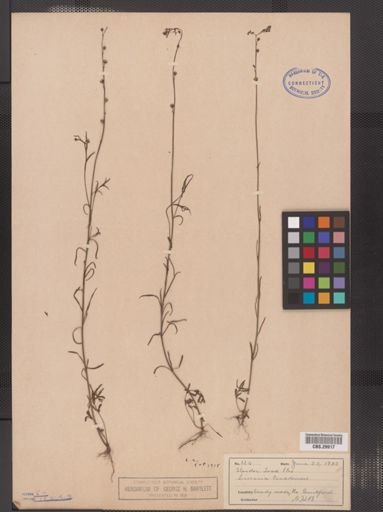 Linaria canadensis