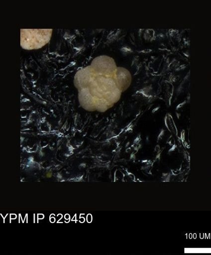 undet. Foraminiferida
