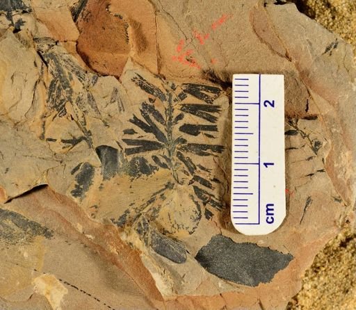 Sphenophyllum sp.