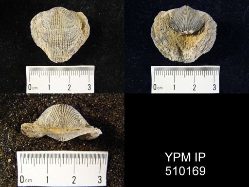 Desquamatia (Independatrypa) sp.