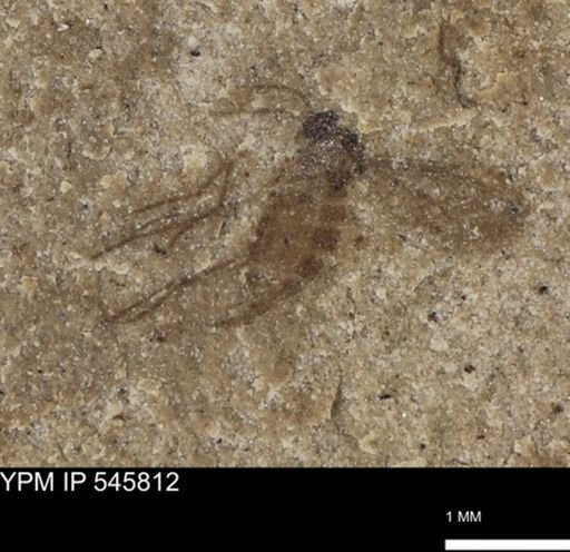 undet. Diptera