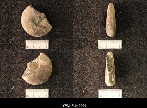 Hoploscaphites nicolletii