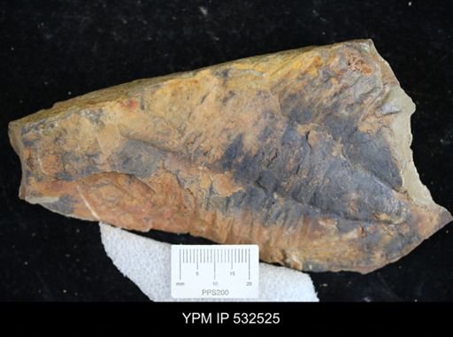 Asaphellus?