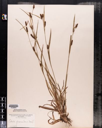 Carex granularis