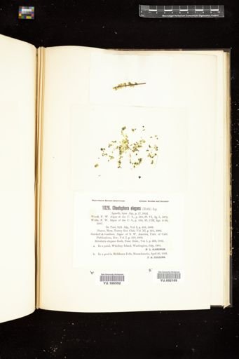 Chaetophora elegans