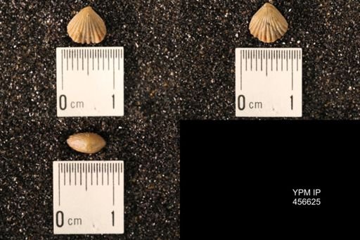 Rhynchonella dentata