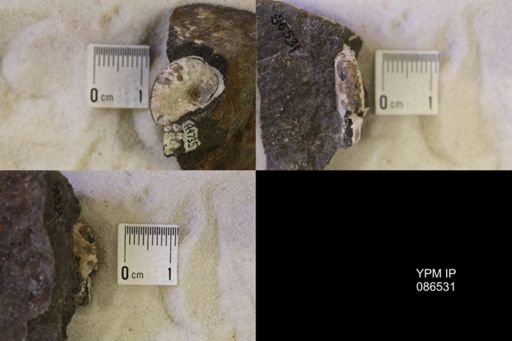 undet. Scaphitidae