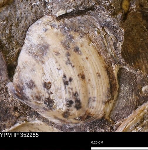 Limopsis striatopunctatus