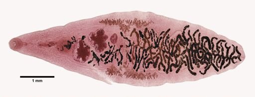 Dicrocoelium dendriticum