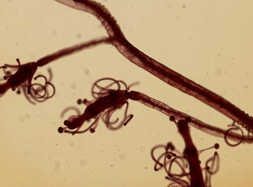 Pennaria disticha
